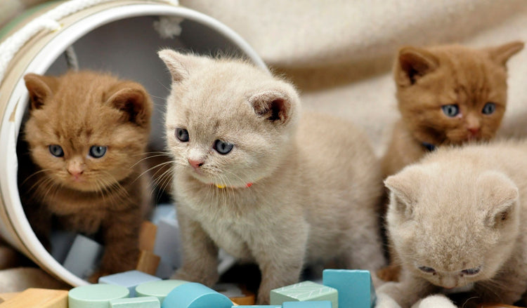Cat Supplies at Home To Gifts UK