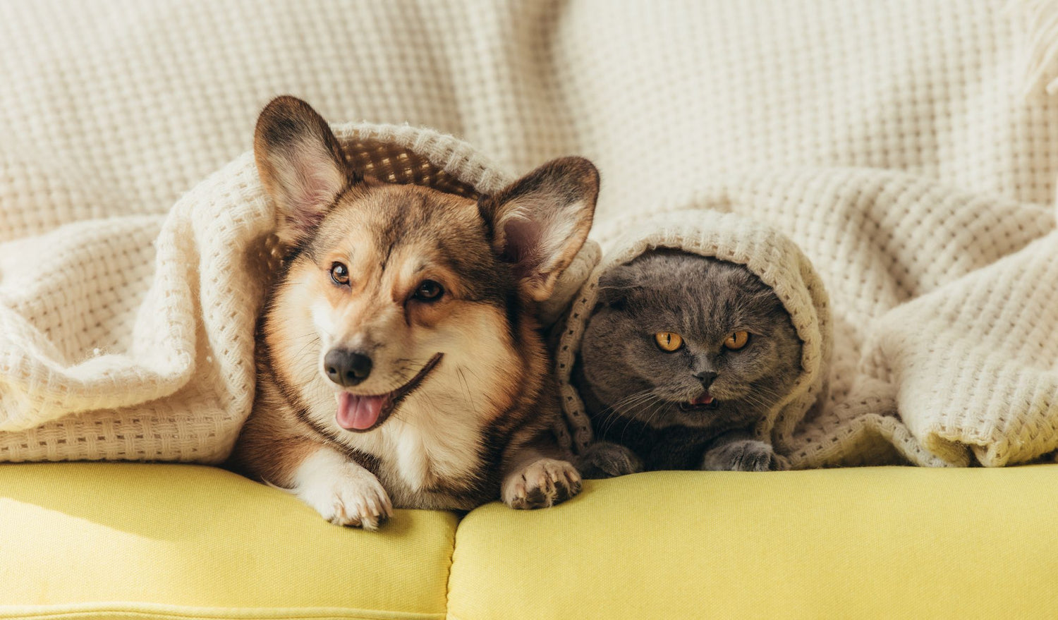 Pet Care at Home To Gifts UK