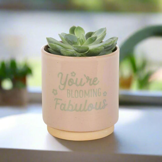 Cream Speckle Blooming Fabulous Indoor Succulent Plant Pot